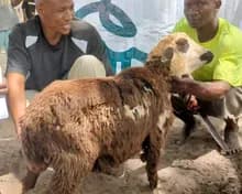 Preuve vidéo du sacrifice nominatif